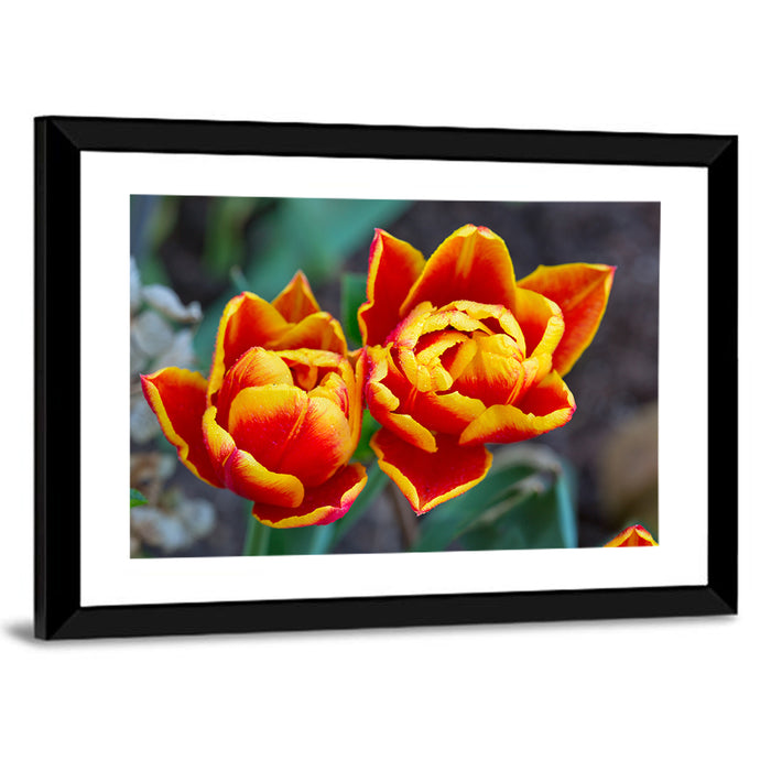 Red Tulips Close-up Wall Art as a framed print