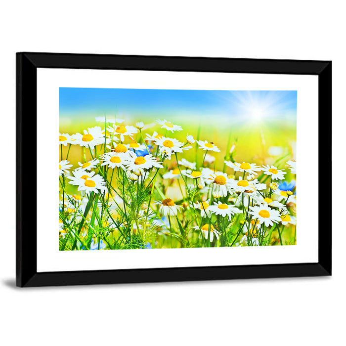 Sunlit Daisy Field Wall Art as a framed print