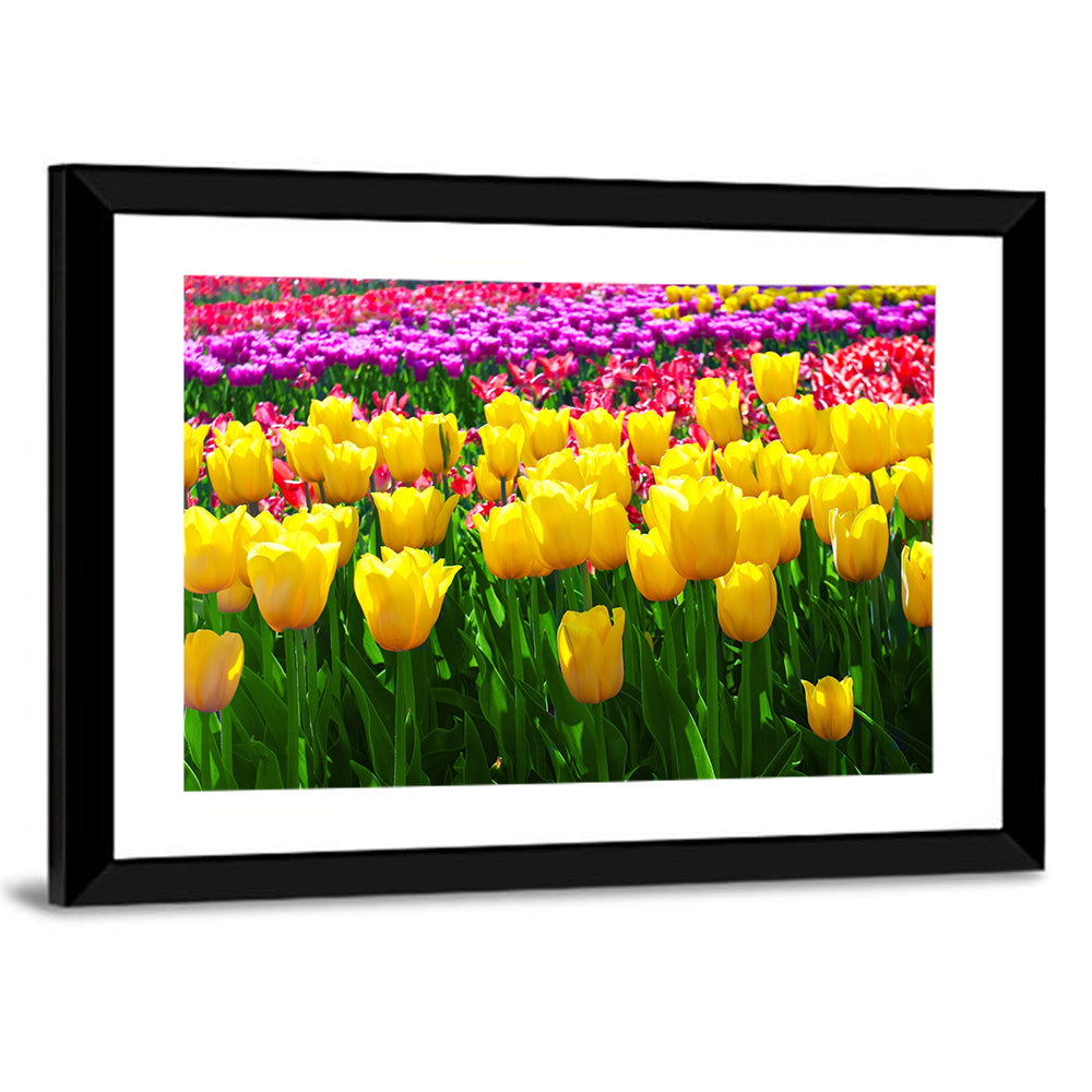 Tulips Field Wall Art