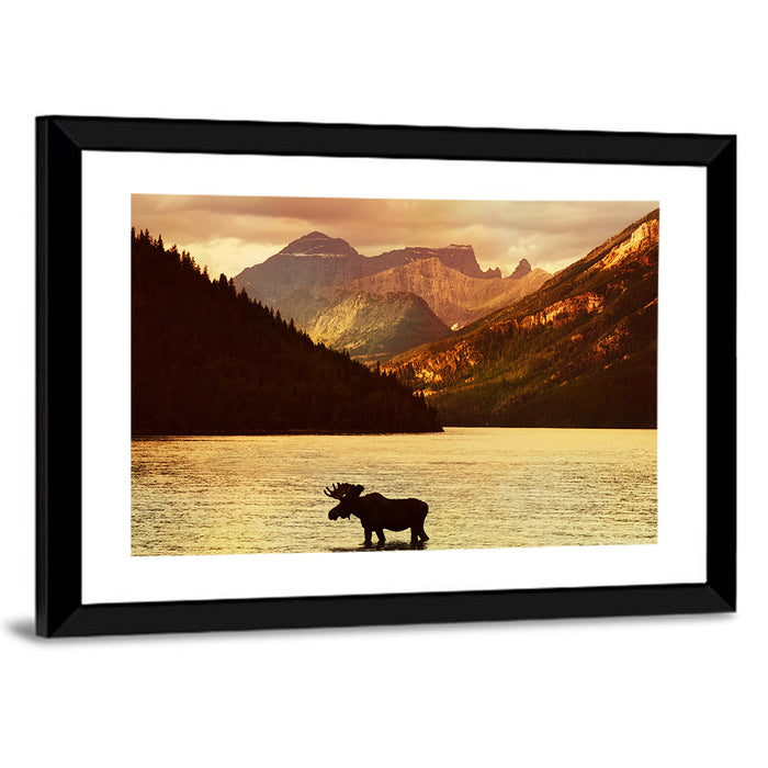 Waterton Lakes Moose at Golden Dusk Wall Art as a framed print