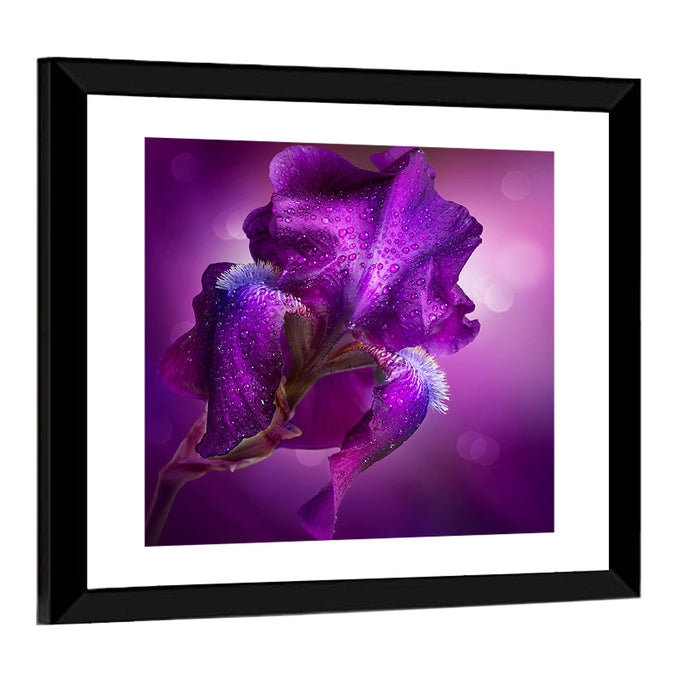 Purple Iris Macro Wall Art as a framed print
