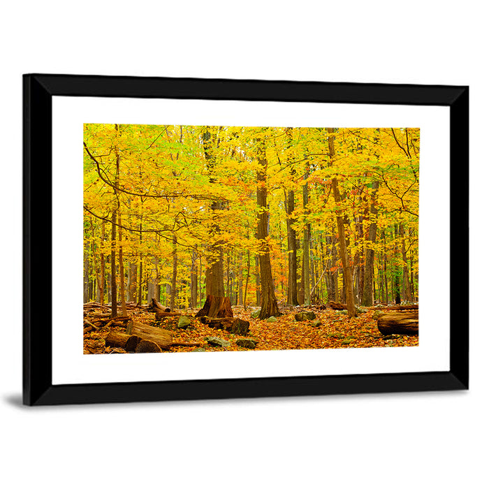 Catoctin Autumn Forest Wall Art as a framed print