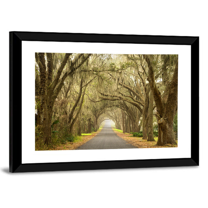 Spanish Moss Country Road Wall Art as a framed print