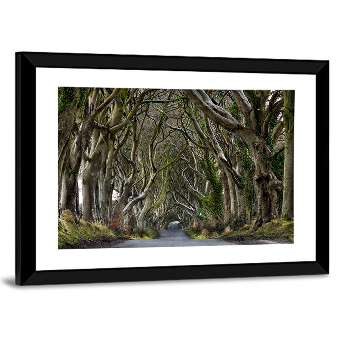 Dark Hedges Tree Tunnel Wall Art as a framed print