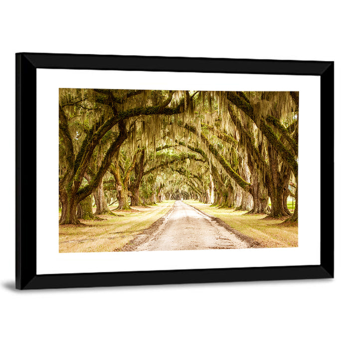Oak Pathway Under Spanish Moss Wall Art as a framed print
