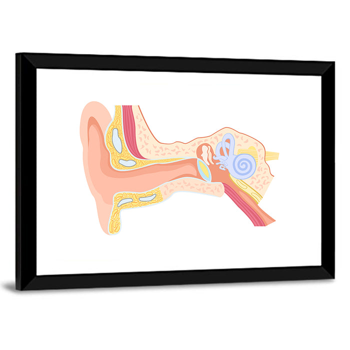 Human Ear Cross-section Diagram Wall Art as a framed print