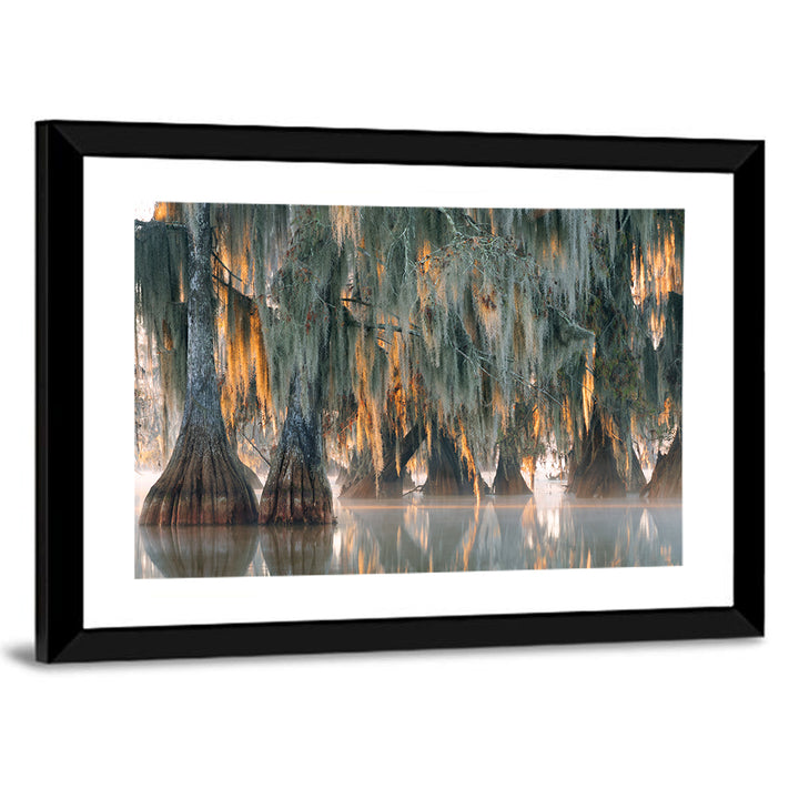 Bald Cypress Trees with Spanish Moss Wall Art