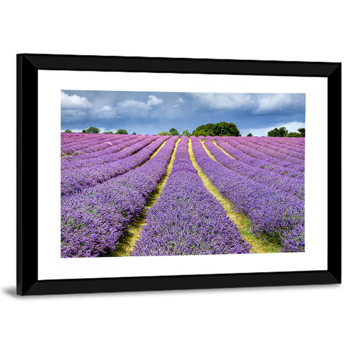 Banstead Lavender Field Wall Art as a framed print