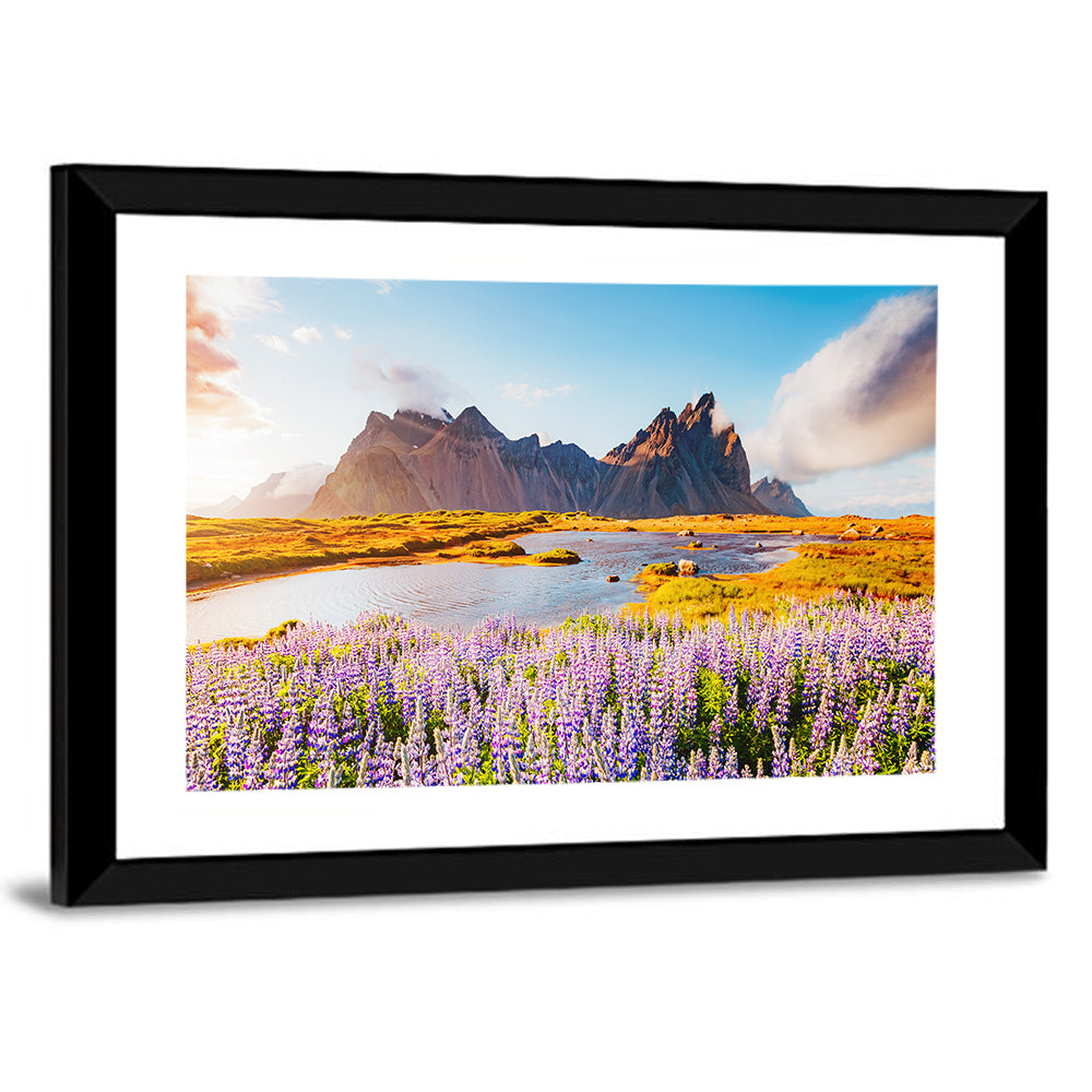 Majestic lupine flowers in Vestrahorn Wall Art
