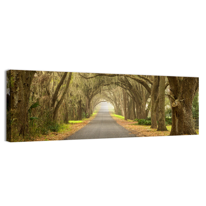Spanish Moss Country Road Wall Art as a canvas print