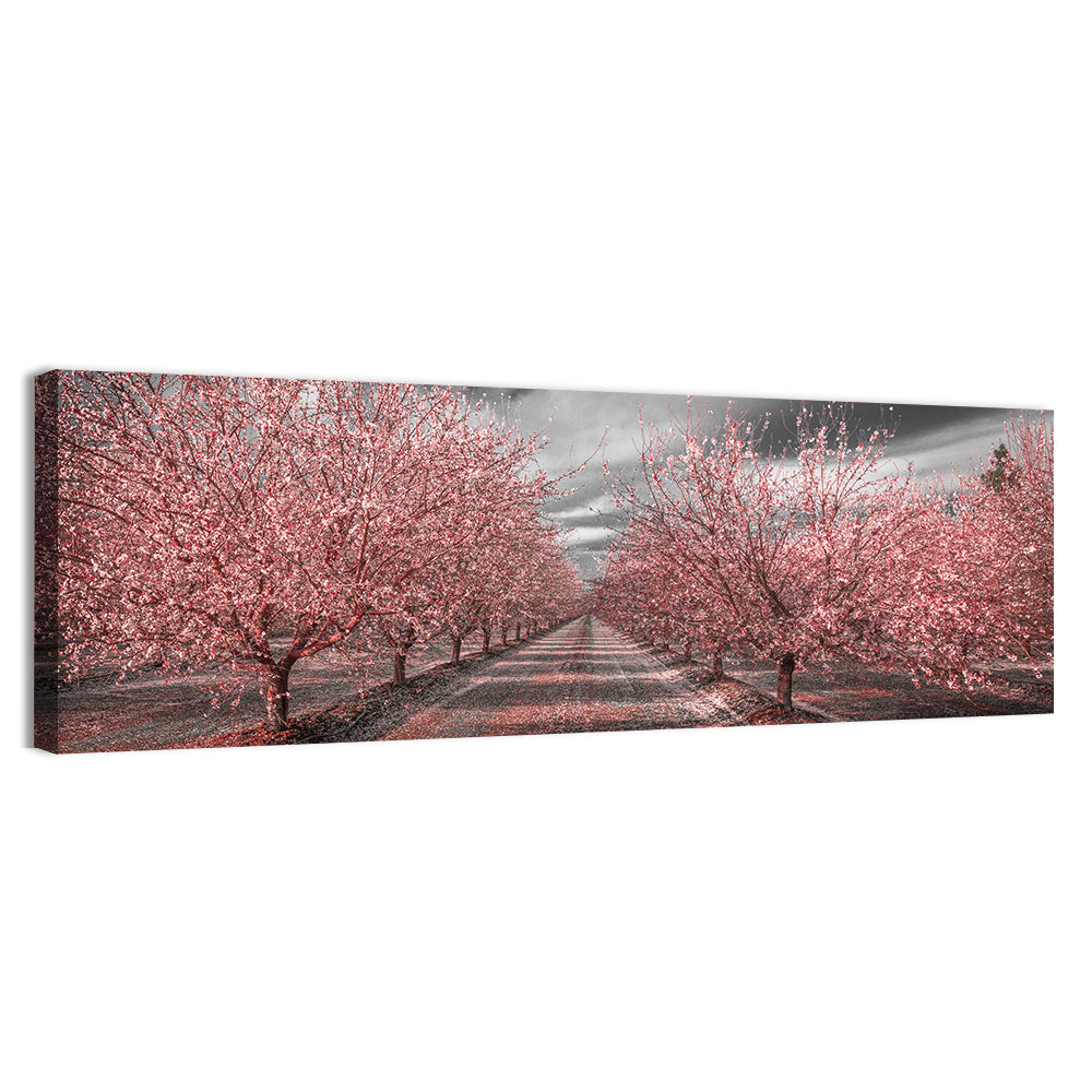 California Orchard Pink Blossoms Wall Art, canvas print, panoramic