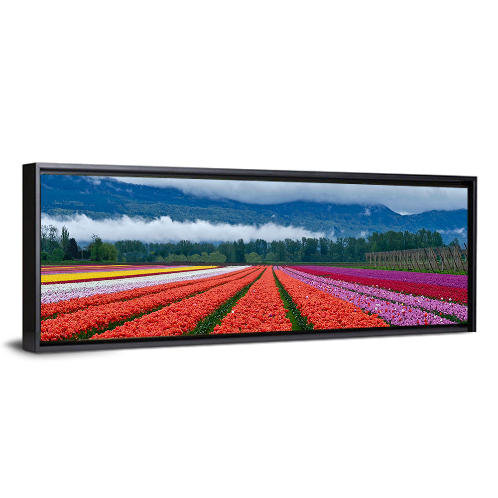 Tulip Festival In Chilliwack Wall Art