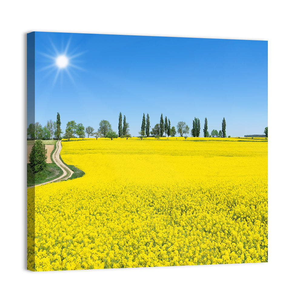 Winding Path Through Rapeseed Field Wall Art, canvas print, square