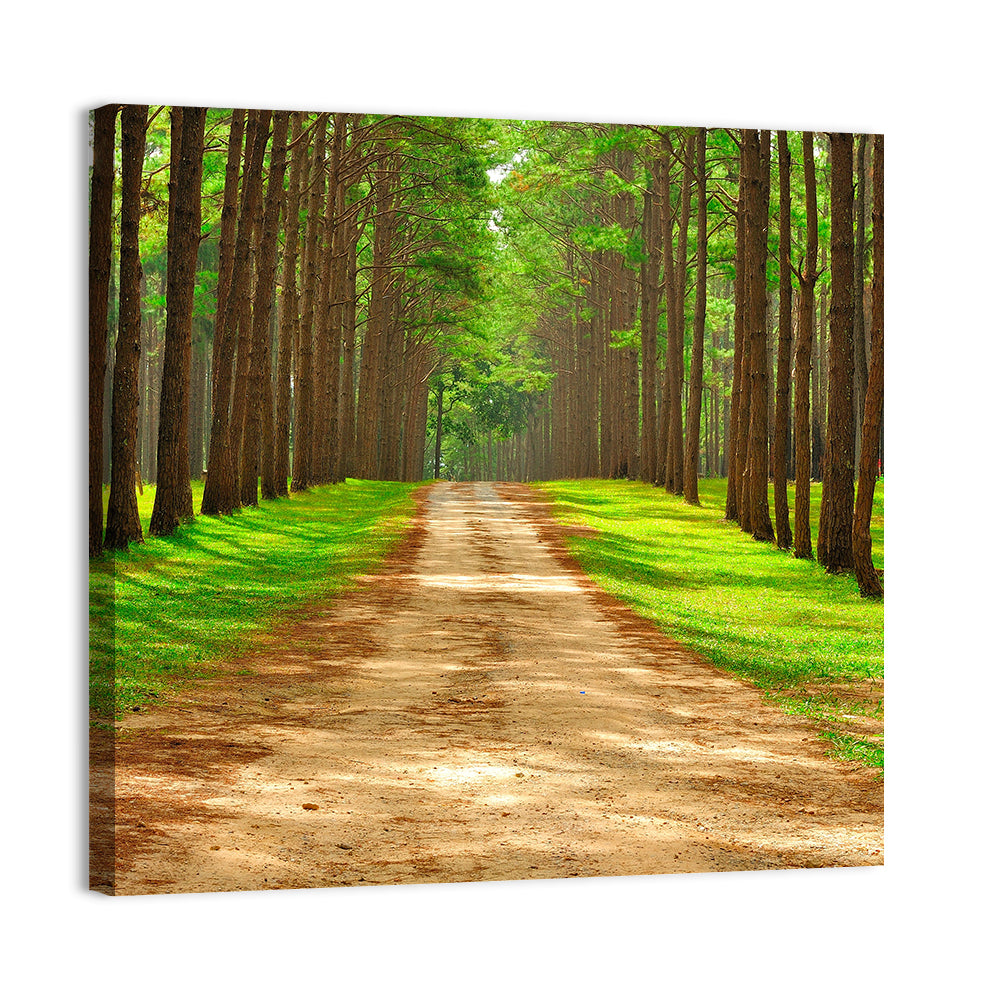 Thailand Pine Forest Path Wall Art, canvas print, square