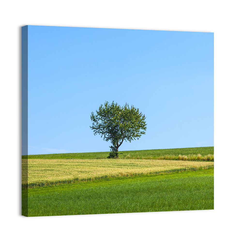 Solitary Tree on Rolling Meadow Wall Art, canvas print, square