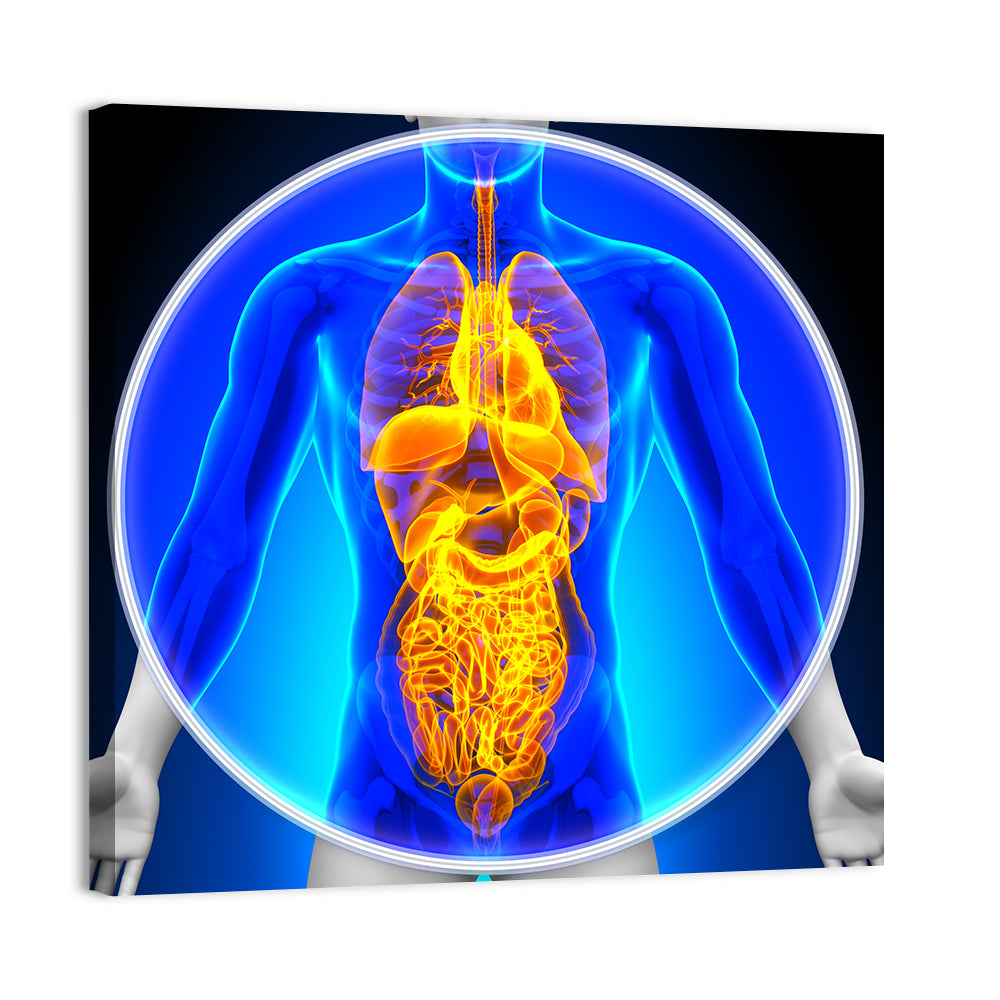 All Organs X-ray Illustration Wall Art, canvas print, square