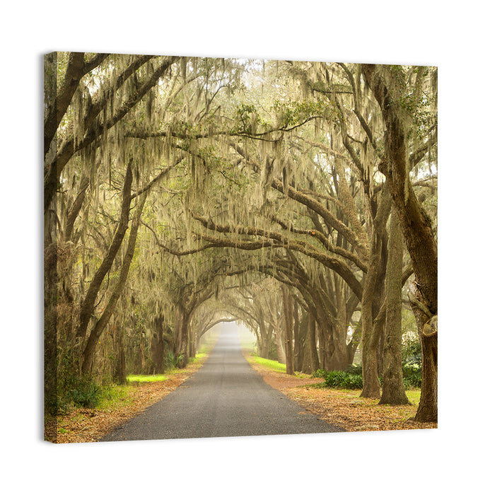 Spanish Moss Country Road Wall Art as a canvas print
