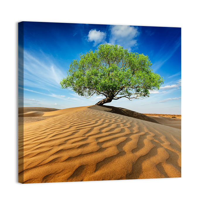 Solitary Green Tree on Sand Dune Wall Art as a canvas print