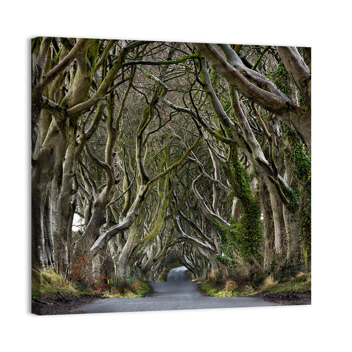 Dark Hedges Tree Tunnel Wall Art as a canvas print