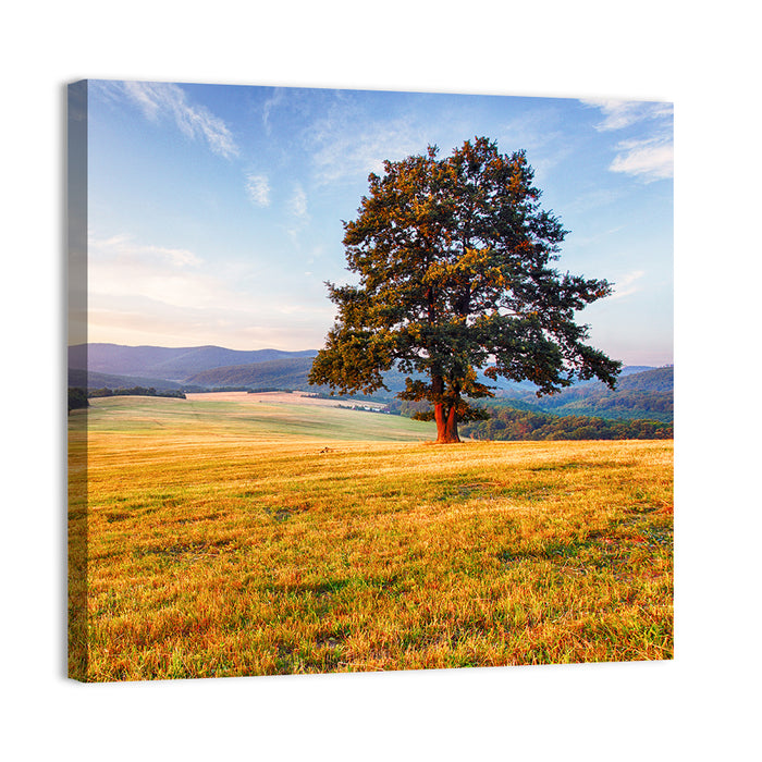 Golden Hour Meadow with Lone Tree Wall Art as a canvas print