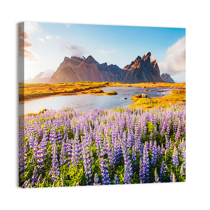 Lupine Fields at Vestrahorn Wall Art as a canvas print