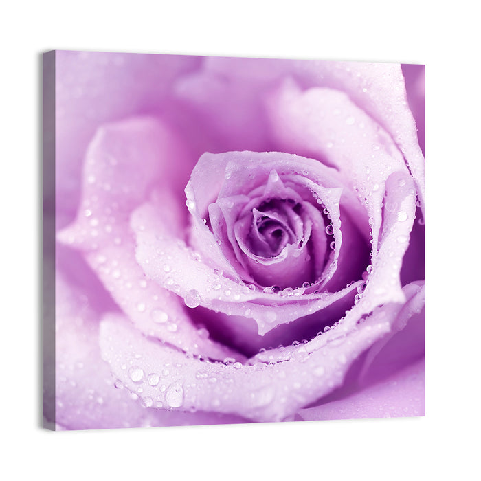 Purple Rose Close-up Wall Art as a canvas print