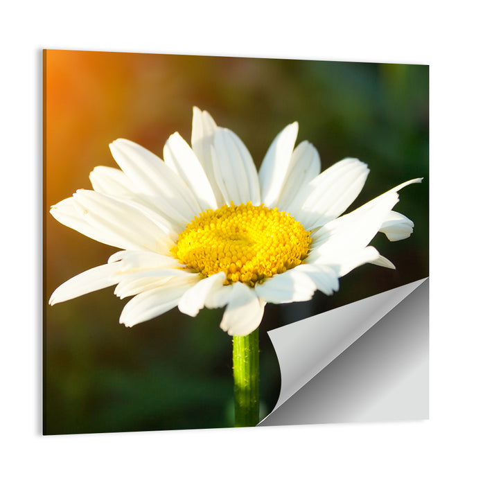Single Daisy at Sunset Wall Art as a poster print