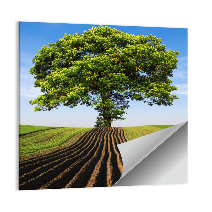 Solitary Tree on Plowed Hill Wall Art as a poster print