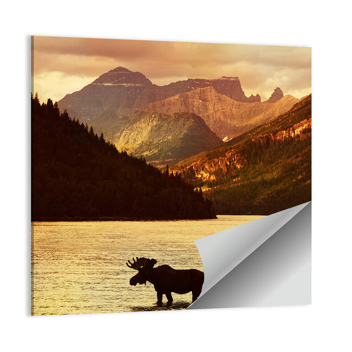 Waterton Lakes Moose at Golden Dusk Wall Art as a poster print