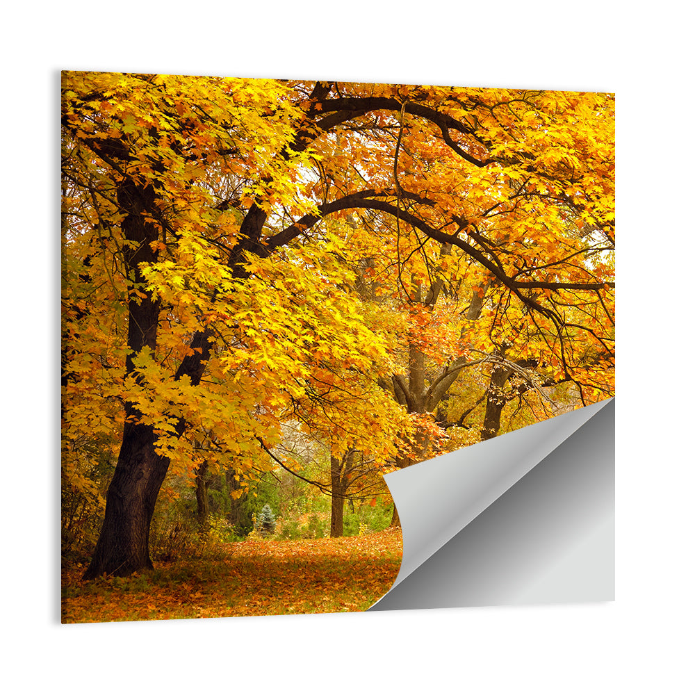 Autumn Gold Trees In Park Wall Art