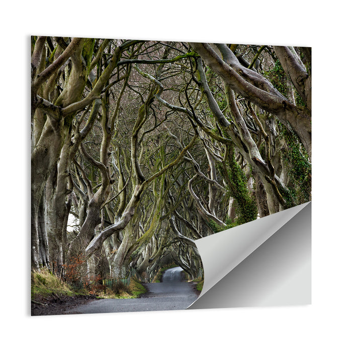 Dark Hedges Tree Tunnel Wall Art as a poster print