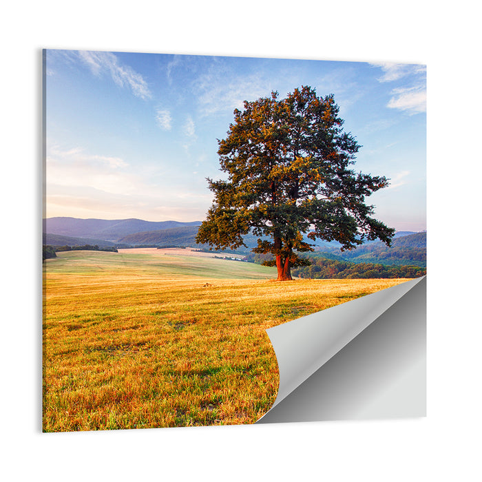 Golden Hour Meadow with Lone Tree Wall Art as a poster print