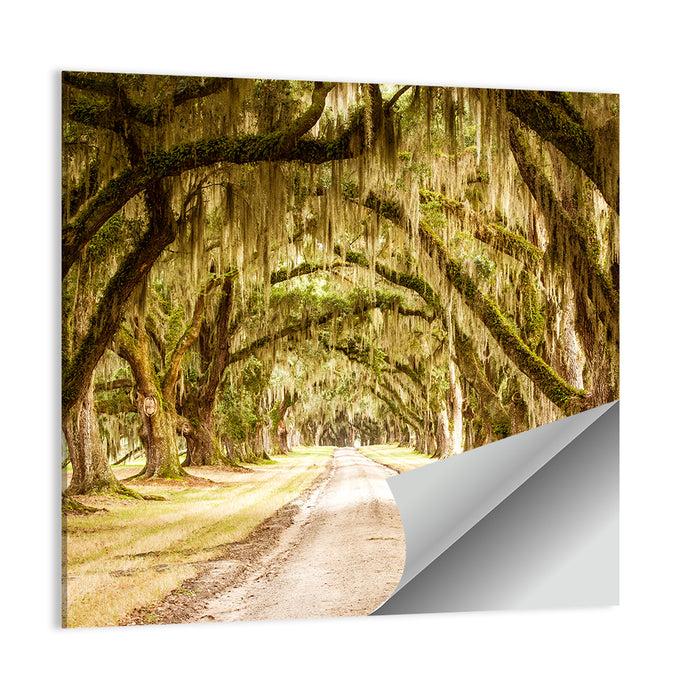 Oak Pathway Under Spanish Moss Wall Art as a poster print