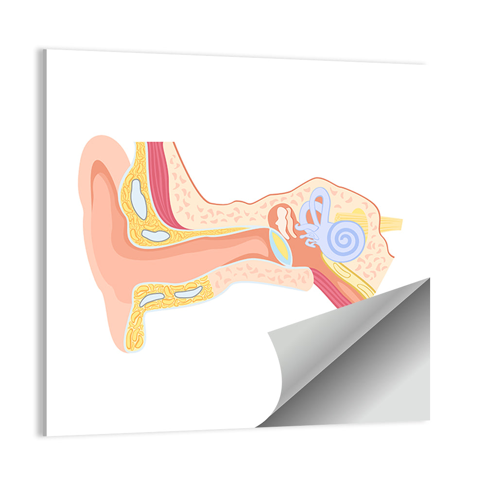 Human Ear Anatomy Wall Art