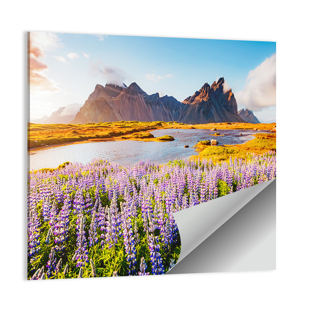 Majestic lupine flowers in Vestrahorn Wall Art