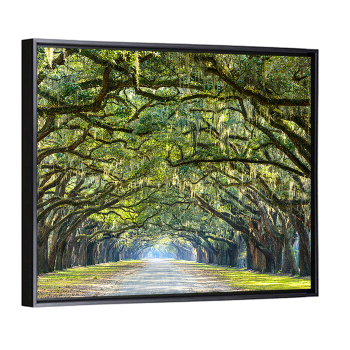 Spanish Moss Oak Alley Wall Art as a framed canvas