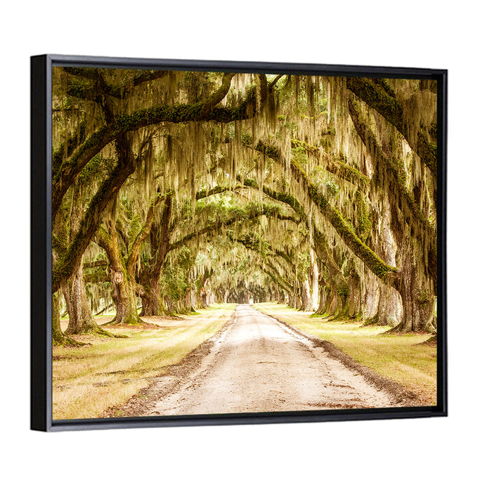Oak Pathway Under Spanish Moss Wall Art as a framed canvas