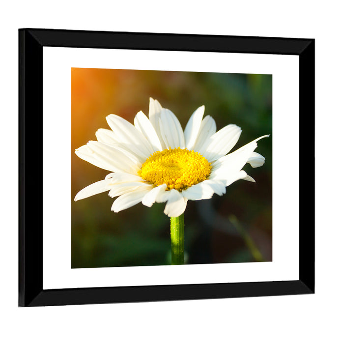 Single Daisy at Sunset Wall Art as a framed print