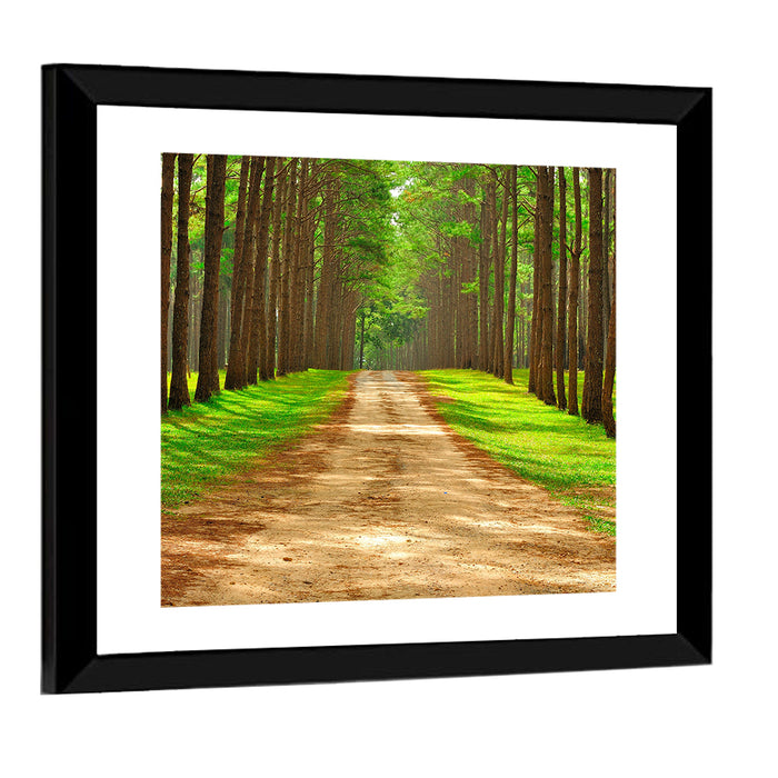 Thailand Pine Forest Path Wall Art as a framed print