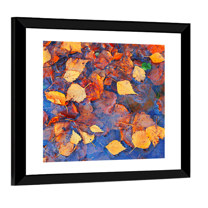 Birch Leaves in Rain Puddle Wall Art as a framed print