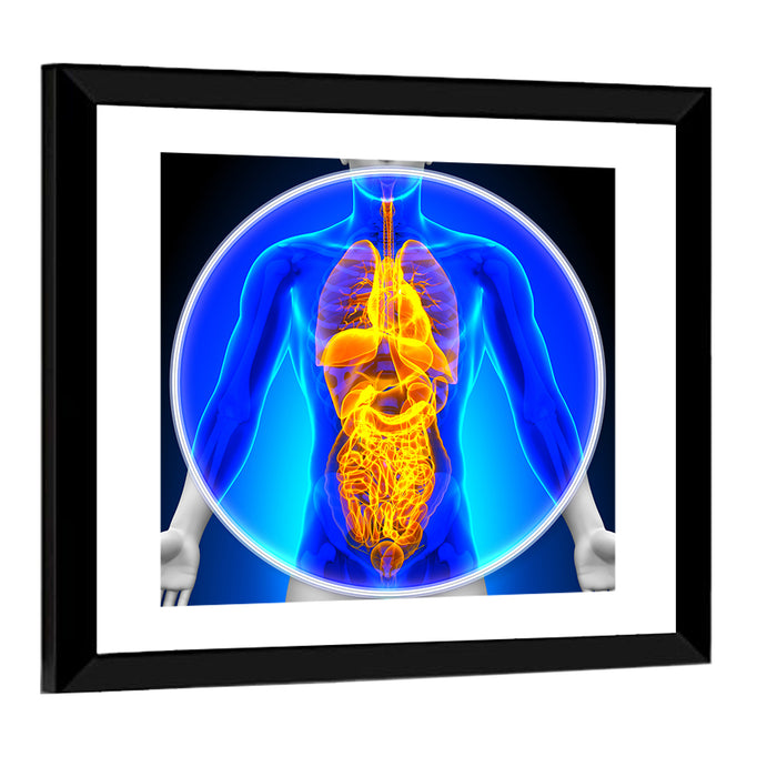 All Organs X-ray Illustration Wall Art as a framed print