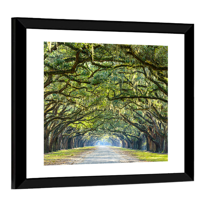 Spanish Moss Oak Alley Wall Art as a framed print