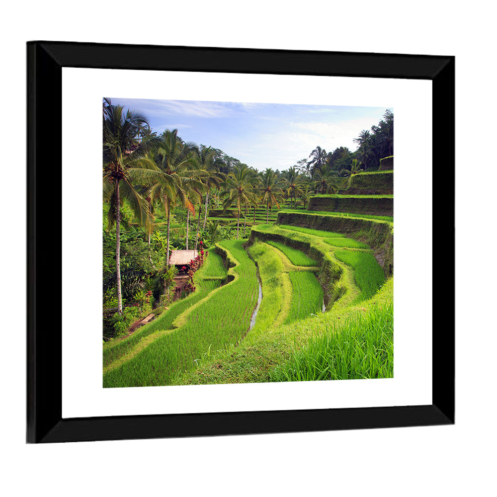 Terrace Rice Fields In Tegallalang Wall Art