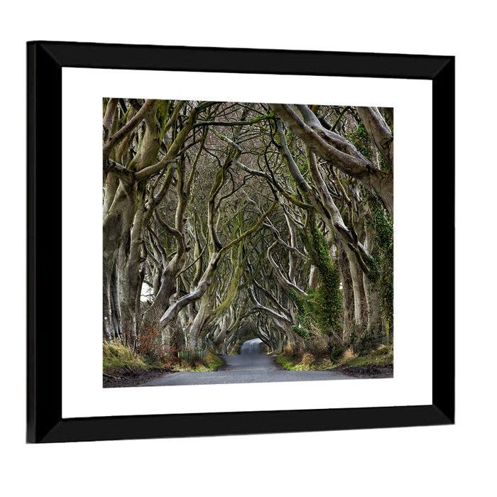 Dark Hedges Tree Tunnel Wall Art as a framed print