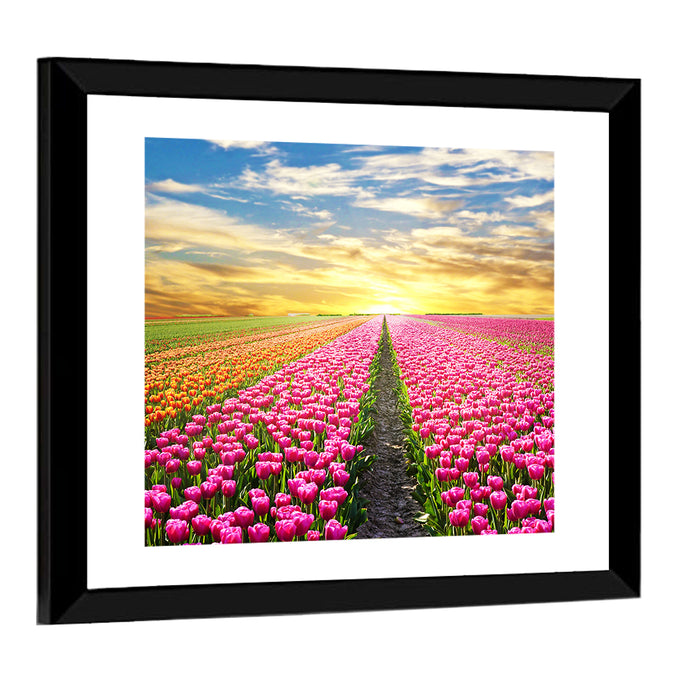 Sunrise Over Tulip Field Wall Art as a framed print