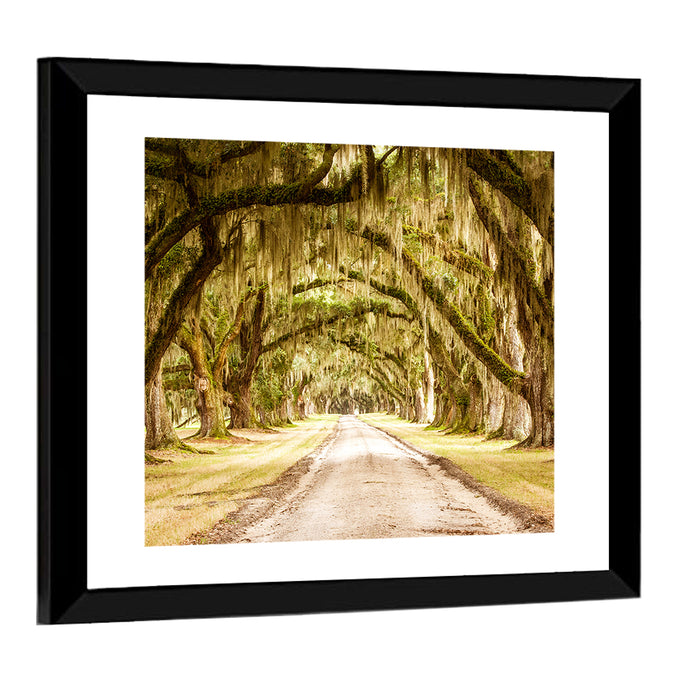 Oak Pathway Under Spanish Moss Wall Art as a framed print