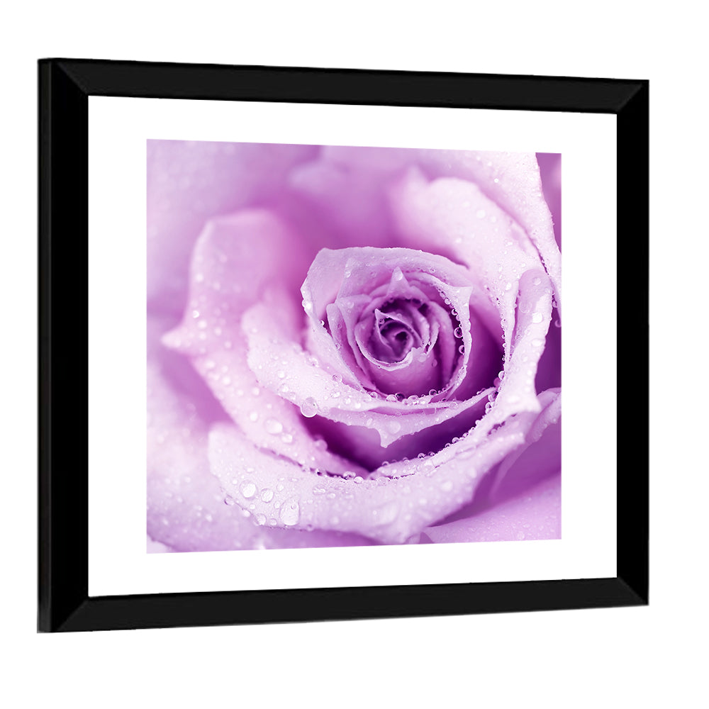 Purple Wet Rose Wall Art