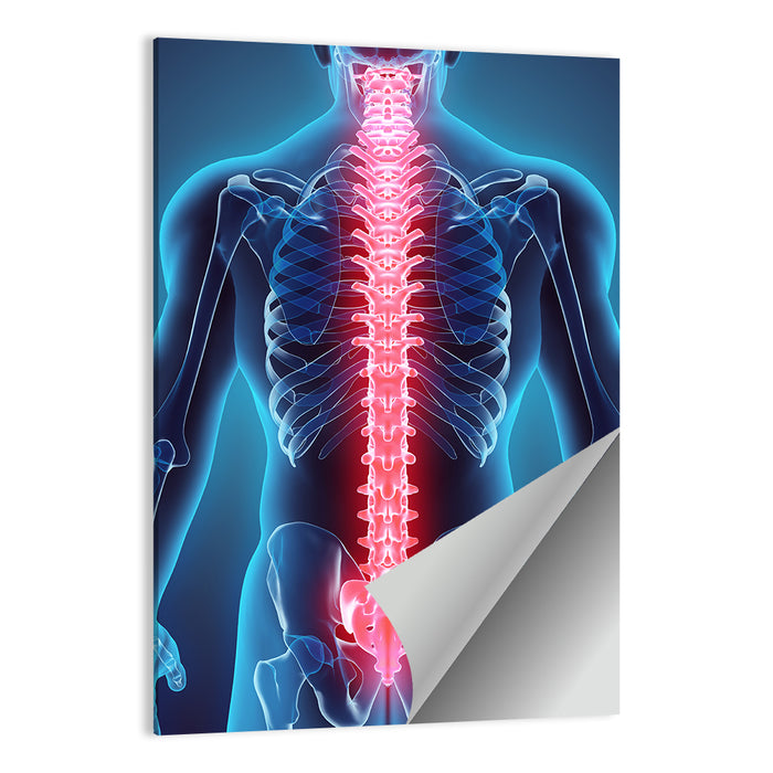 Human Spine Anatomy Illustration Wall Art as a poster print