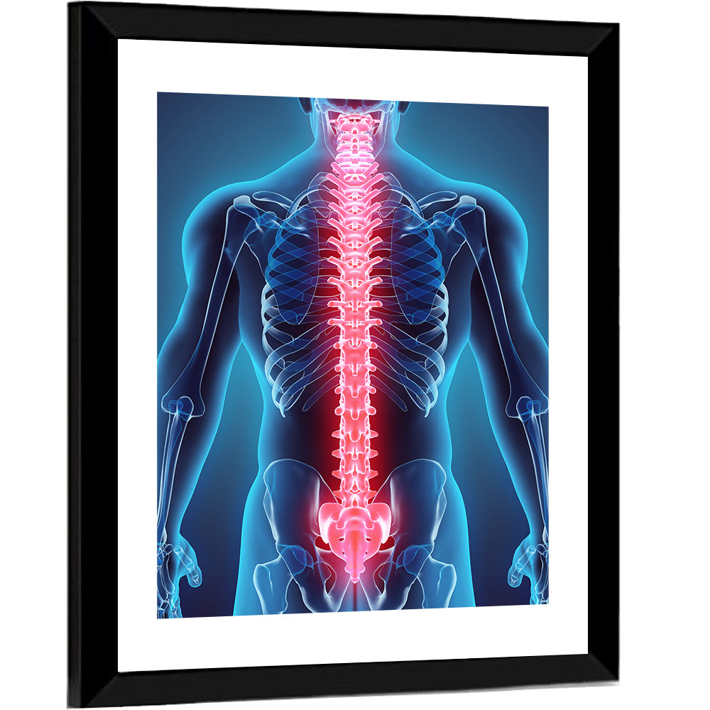 Human Spine Anatomy Illustration Wall Art, framed print, portrait