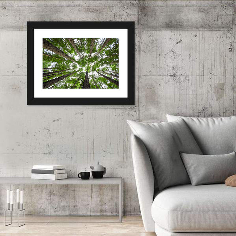 Redwood Tree Canopy Wall Art